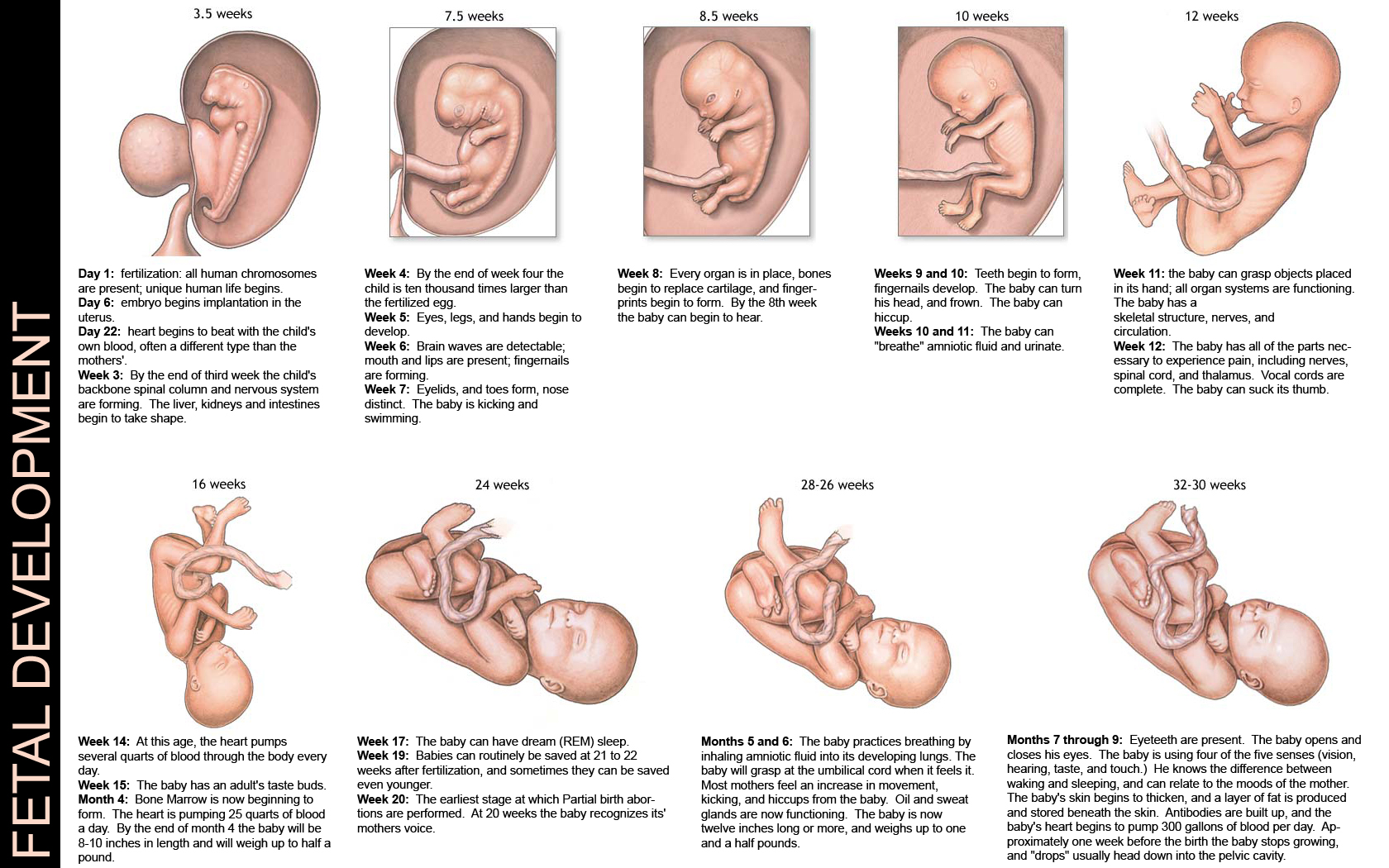 Fetal development | Tr-I-LIfe